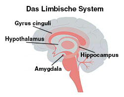 Das limbische System.